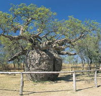 Boab Prison Tree - Accommodation Directory