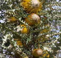 Woylie Walk Dryandra Woodland - Accommodation Directory