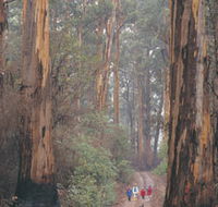 Beedelup National Park - Accommodation Directory