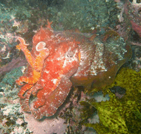 Jervis Bay Dive Charters - Accommodation Directory