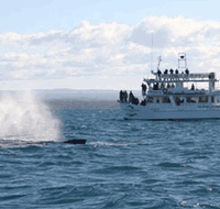 Dolphin Watch Cruises - Accommodation Directory