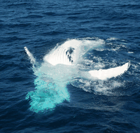 Dolphin Wild Cruises - Accommodation Directory
