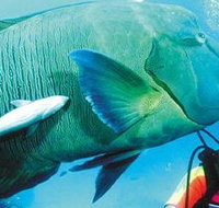 Aristocat Snorkel and Scuba Port Douglas - Accommodation Directory