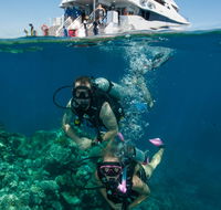 Down Under Cruise and Dive - Accommodation Directory
