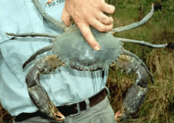 Whitsunday Crocodile Safari - Accommodation Directory