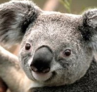 Wildlife Habitat - Accommodation Directory