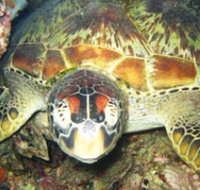 Adrenalin Snorkel and Dive - Accommodation Directory