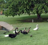 Anzac Park and Ululah Lagoon - Accommodation Directory