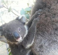 West Oz Wildlife Petting Zoos - Accommodation Directory