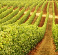 Wignalls Winery - Accommodation Directory