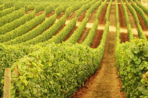 Wignalls Winery - Accommodation Directory 0