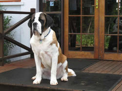 Mt Tamborine QLD Accommodation Directory