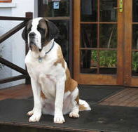 St Bernards Hotel - Accommodation Directory