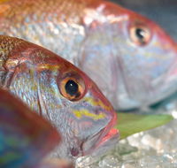 Coro Hotel - Lure Seafood Restaurant - Accommodation Directory
