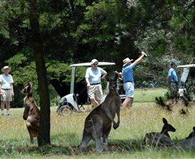 Glen Innes NSW Accommodation Directory