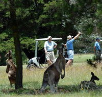 Glen Innes Golf Club - Accommodation Directory