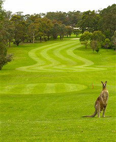 Pambula Merimbula Golf Club - Accommodation Directory 2