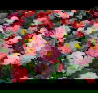 Camellia's Australia National Camellia Show - Accommodation Directory