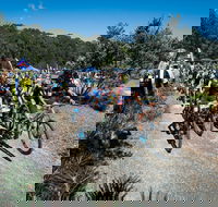 JetBlack Wild Wombat MTB Challenge - Accommodation Directory