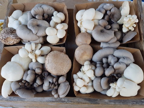 Lawrence Farmers And Community Markets - Accommodation Directory 2