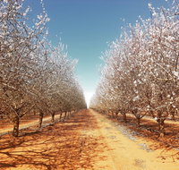 Mallee Almond Blossom Festival - Accommodation Directory