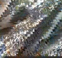 Annual Koala Count - Accommodation Directory