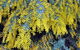 Australian Wattle Day @ The Old Bus Depot Markets - thumb 0
