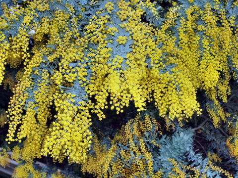 Australian Wattle Day @ The Old Bus Depot Markets - Accommodation Directory 0