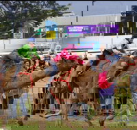 Camel Races at Gosford Showgrounds - Accommodation Directory