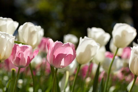 Floriade: Reimagined - Accommodation Directory 0