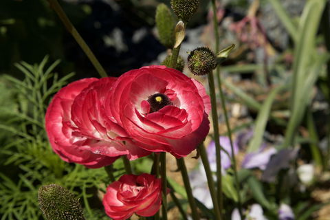 Garden Expo Benalla - Accommodation Directory 0