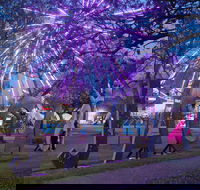 Grafton Jacaranda Festival - Accommodation Directory