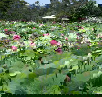 Lotus Flower Season - Accommodation Directory