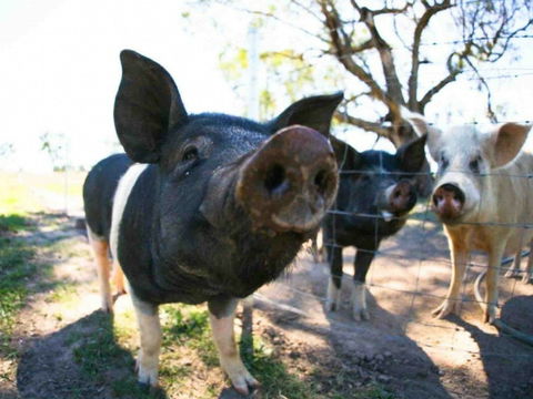 Mudgee Farm Walks - Accommodation Directory 0