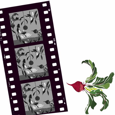 Oseanica Film Project - Accommodation Directory 0