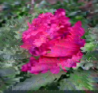 Rhododendrons at Brangayne - Accommodation Directory