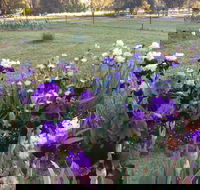 Riverina Iris Farm Open Garden and Iris Display - Accommodation Directory