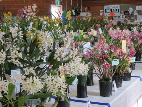 Sapphire Coast Orchid Club Spring Orchid Show - Accommodation Directory 0