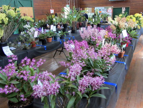 Sapphire Coast Orchid Club Spring Orchid Show - Accommodation Directory 1