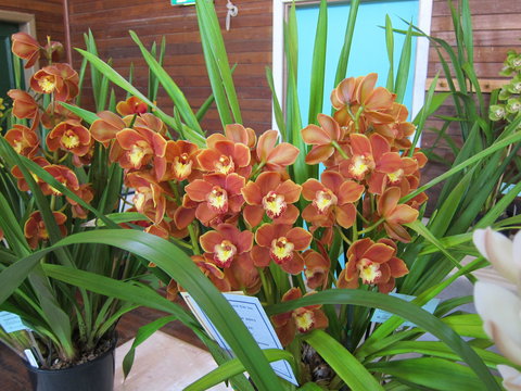 Sapphire Coast Orchid Club Spring Orchid Show - Accommodation Directory 2
