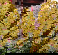 Sapphire Coast Orchid Club Winter Orchid Show - Accommodation Directory