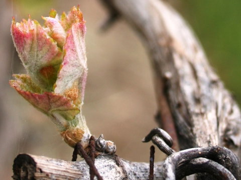 Spring Seasonal Lunch - Accommodation Directory 0