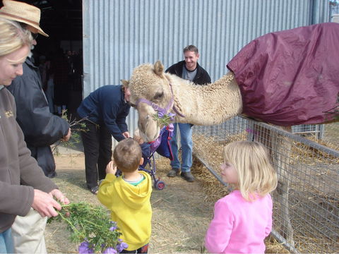 Wangaratta Show - Accommodation Directory 1
