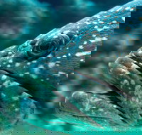 What lurks below - Accommodation Directory