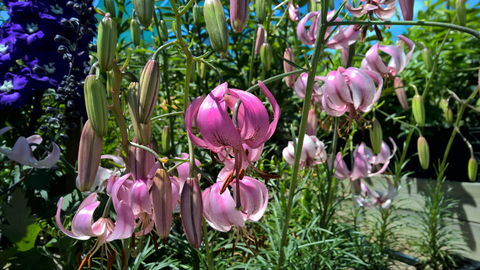Burnie Lilium Show - Accommodation Directory 1