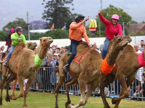 Camel Races At Penrith Paceway - Accommodation Directory 0