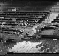 Capturing Nature Early photography at the Australian Museum 1857  1893 - Accommodation Directory