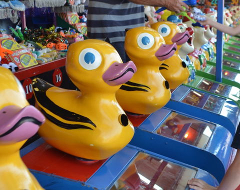 Casino Agricultural Show - Accommodation Directory 0