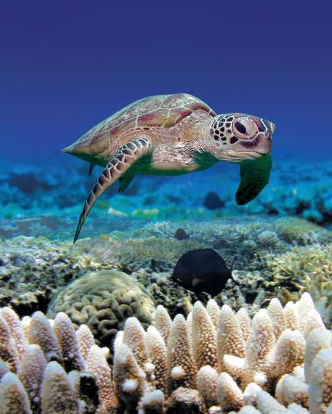 Great Adventures Green Island Ocean Swim - Accommodation Directory 2
