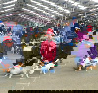 Hamilton Jack Russell Terrier and Hunting Dog Show - Accommodation Directory